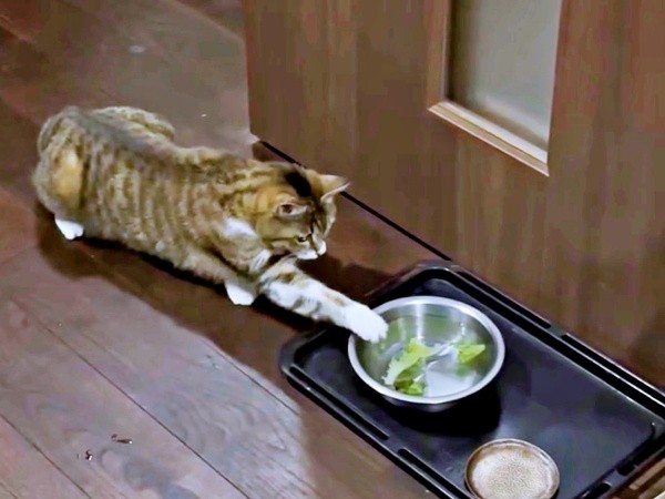 器のレタスに手を伸ばすチビちゃん（画像提供：いくどんさん）