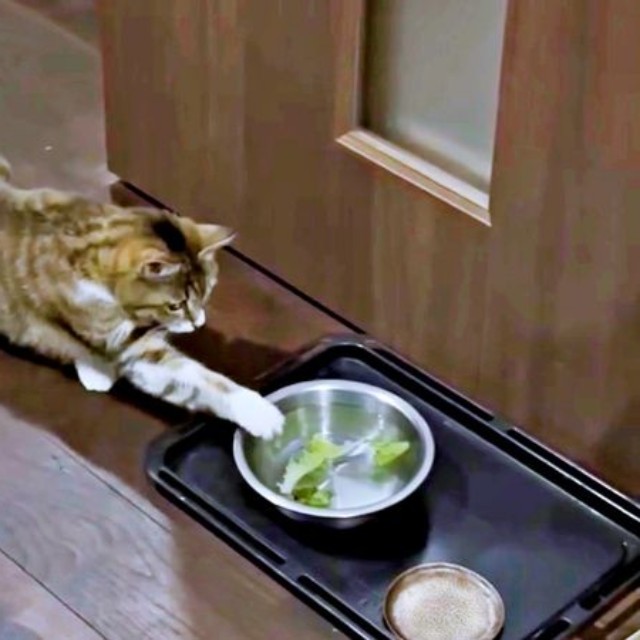 器のレタスに手を伸ばすチビちゃん（画像提供：いくどんさん）