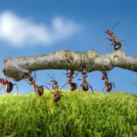 中間管理職の“罰ゲーム”を終わらせる？　アリの知恵とシェアド・リーダーシップ理論