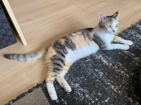 お迎えから1週間、ゴロンと寝そべるネネちゃん（画像提供：パステル三毛猫_ネネさん）