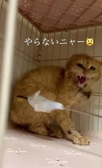 なでるトレーニング開始時、いつも怒り爆発(まねきねこさん提供、Instagramよりキャプチャ撮影)
