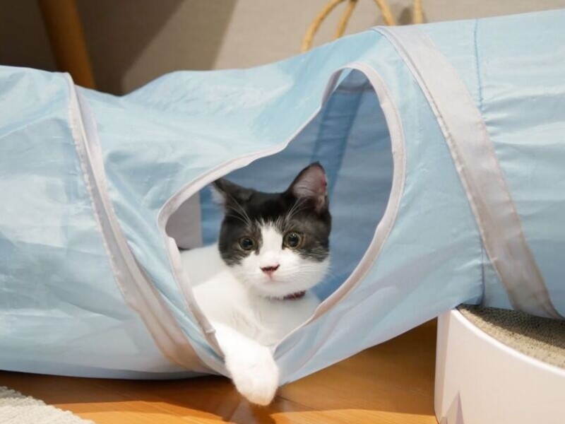 家にきたころの「グラン」