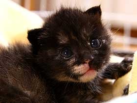 なじみの外猫が見つけてくれて保護したね　ミックス猫「おはぎ」