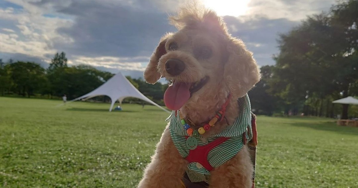 スタバに寄ると長めのドライブだと察する お散歩大好きトイプードル モカ 犬 猫との幸せな暮らしのためのペット情報サイト Sippo