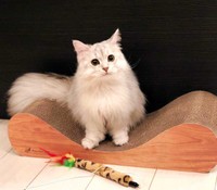 まっしろふわふわ…目はクリクリです