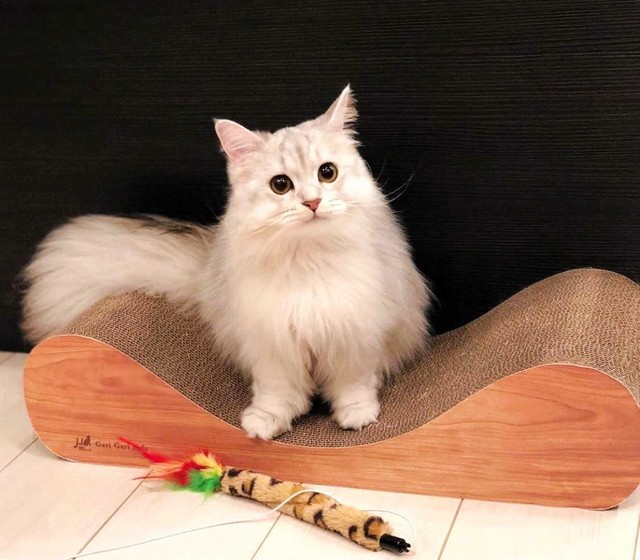 まっしろふわふわ…目はクリクリです