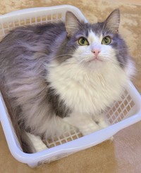 箱系は大好き！ カゴにすっぽり収まる直哉くん（画像提供：直哉さん）