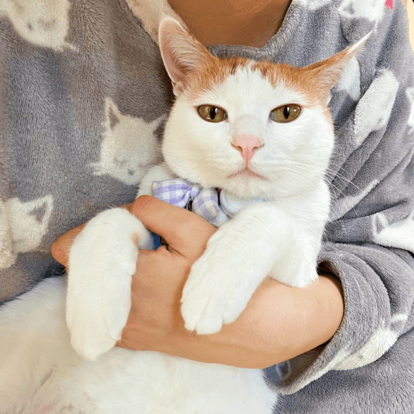 飼い主さんに抱っこされてくつろぐむぎちゃん（画像提供：むぎさん）