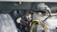 実は6月も、エンジンルーム内で猫が見つかるケースが多発していることがJAFの調べで分かった（photoACより「403f」さん撮影、イメージ画像）
