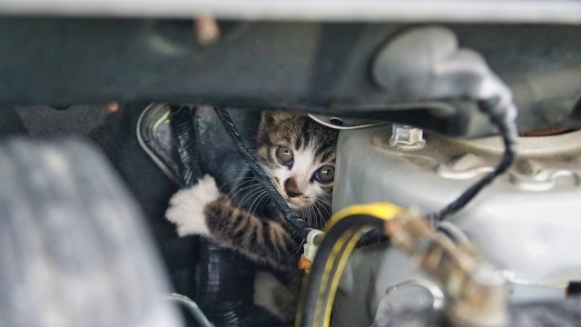 実は6月も、エンジンルーム内で猫が見つかるケースが多発していることがJAFの調べで分かった（photoACより「403f」さん撮影、イメージ画像）
