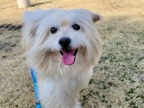 新しい家族を探しています　「パナソニック保護犬猫譲渡会」に参加予定の犬（３）