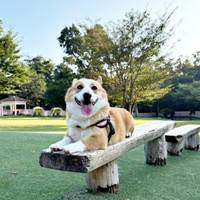 お出かけ中、にこにこ笑みを浮かべるひめちゃん（画像提供：ᴄᴏʀɢɪひめ  nametti2kdさん）