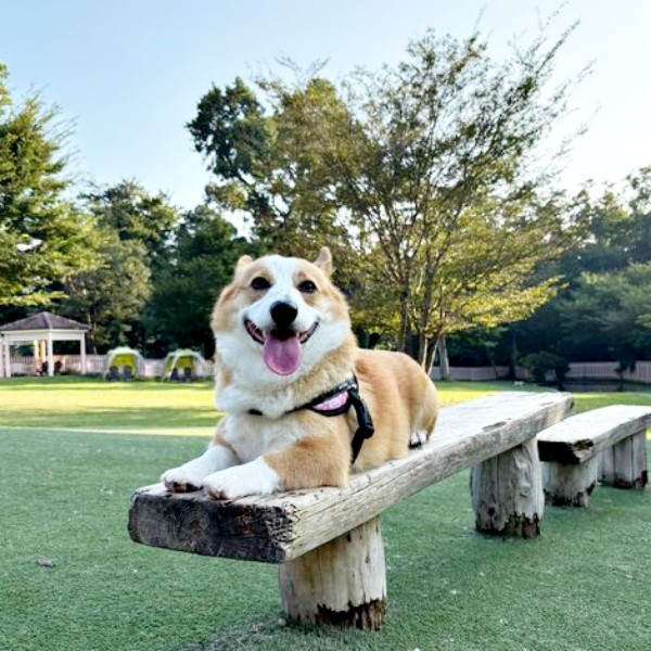 お出かけ中、にこにこ笑みを浮かべるひめちゃん（画像提供：ᴄᴏʀɢɪひめ  nametti2kdさん）