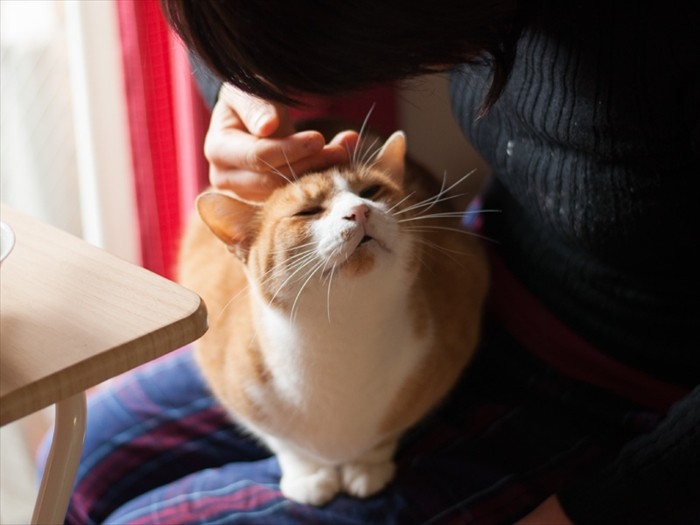 「爪でかじってくれないかな」（小林写函撮影）