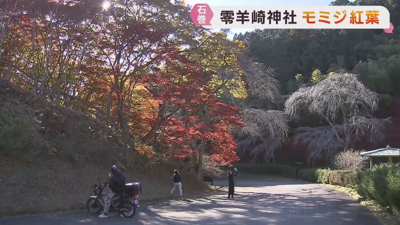 宮城・石巻市の零羊崎神社で紅葉が見頃　仙台・広瀬川にハクチョウ飛来