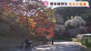 宮城・石巻市の零羊崎神社で紅葉が見頃　仙台・広瀬川にハクチョウ飛来