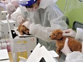 子犬や子猫のマイクロチップ装着に課題　チップの脱落や体にマヒが残る事故も