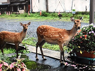 住宅街にシカやサル　わな設置はペットに危険「どうすれば…」