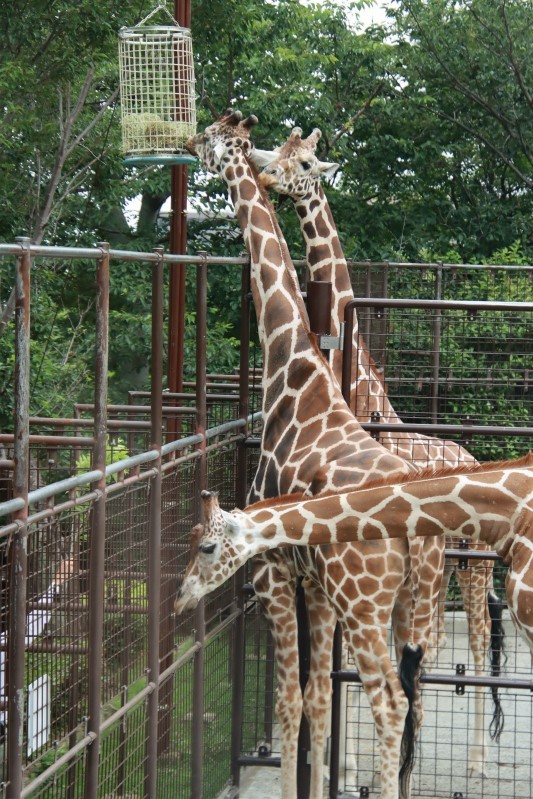 試行錯誤し完成させたというフィーダーからエサを食べるキリン＝2022年6月撮影