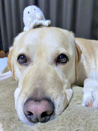 頭にちょこんとぬいぐるみをのせたロキくん（画像提供：ロキの相方さん）