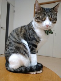 おやすみにゃさい