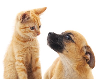 ペットとの生活、もしもの備えは…　「犬２９万円、猫１６万円」