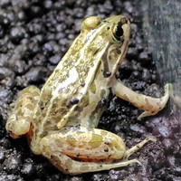 トノサマガエル（提供:四国水族館）