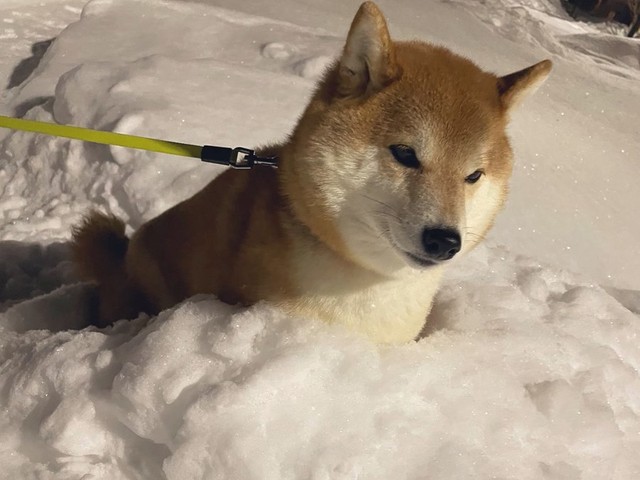 「絶対寒いはずだけど動かない柴犬」なんでそこでくつろげるの？（画像提供：柴犬ハルさん @shibaharu_）