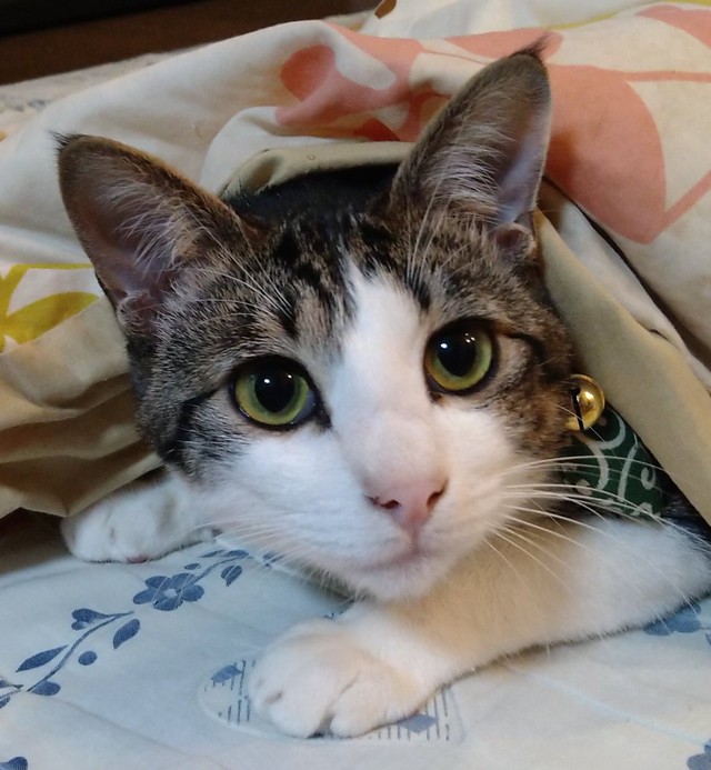 ひょっこり顔をのぞかせるゴローちゃん（画像提供：KIYOKOさん）