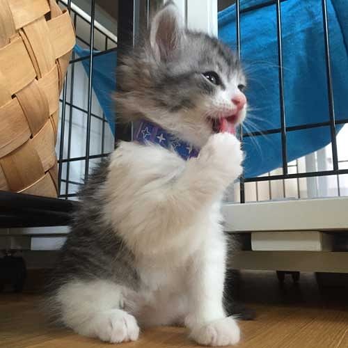 縫いぐるみみたいだった（近藤さん提供）