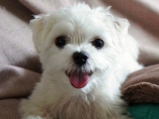 犬と長く見つめ合うと、飼い主の「癒やしホルモン」分泌が増える