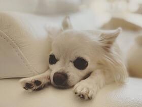 まだ帰って来ないのかな～　お父さん大好きっ子のチワワ「ハニ」