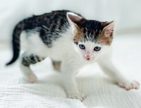 小さな頃のやんのかステップがかわいらしいセロイくん（画像提供：パッツン前髪のセロイと弟プランスさん）