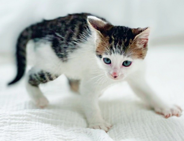 小さな頃のやんのかステップがかわいらしいセロイくん（画像提供：パッツン前髪のセロイと弟プランスさん）