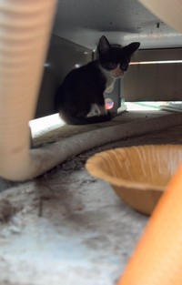 給湯器に逃げ込んだ子猫（「NPO法人子猫園ベルソーデシャトンズ」さん提供、Instagramよりキャプチャ撮影）