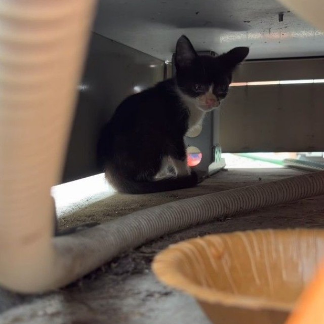 給湯器に逃げ込んだ子猫（「NPO法人子猫園ベルソーデシャトンズ」さん提供、Instagramよりキャプチャ撮影）