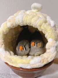 「美鳥」ちゃん（左）がいて嬉しい「しめじ」ちゃん（右）（画像提供：ハクサイーヌ（固定）@レタスの飼い主さん）