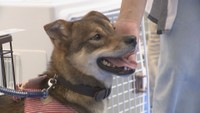 7月18日に犬の特別譲渡会　岡山県動物愛護センター