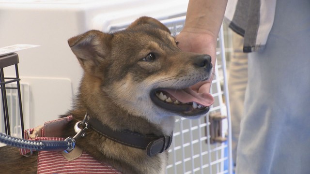 7月18日に犬の特別譲渡会　岡山県動物愛護センター