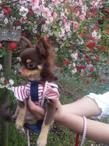 家にきたころの「マロン」