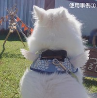 『うちの子マジ天使』を装着した楽くん（画像提供：くーさんママさん @kukuri_shibainu）