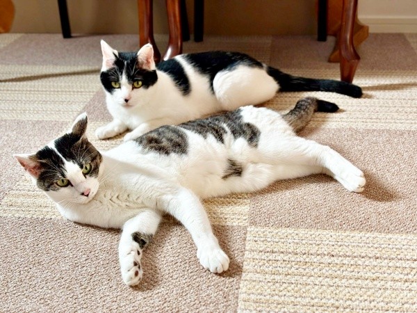 仲良くゴロン！ （手前）しおちゃん、（後ろ）先住猫・むすびくん（画像提供：猫のしお むすび 飼い主はろでさん）