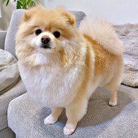 トリミングでふわふわもふもふになったぱっちゃん（画像提供：ぱっちゃんさん）