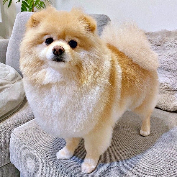 トリミングでふわふわもふもふになったぱっちゃん（画像提供：ぱっちゃんさん）