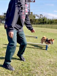再び、ハードルを避けて進むおだしくん（画像提供：柴犬おだしさん）