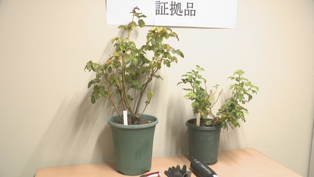 押収した苗木や栽培道具　高松東警察署