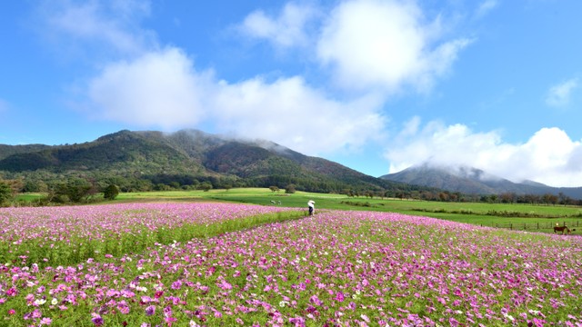 提供：蒜山観光協会