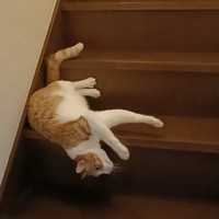 「液体化」してママさんのもとへ！（画像提供：まめたろさん ※動画よりキャプチャ、画像を一部トリミング）