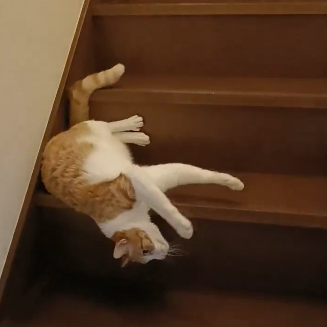 「液体化」してママさんのもとへ！（画像提供：まめたろさん ※動画よりキャプチャ、画像を一部トリミング）