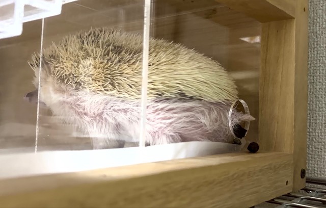 ケージの穴からお尻を出して排泄中／もぐもぐ風林火山さん（@toxinum）提供